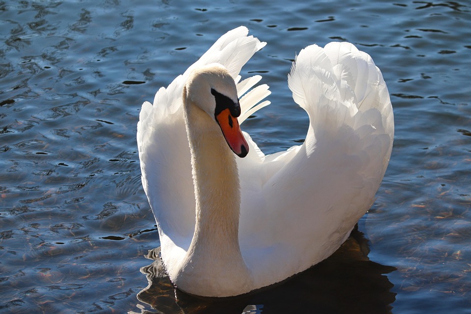 Swan mute bird free photo on pixabay pixabay