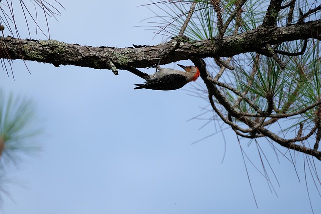Free Woodpecker Bird photo and picture