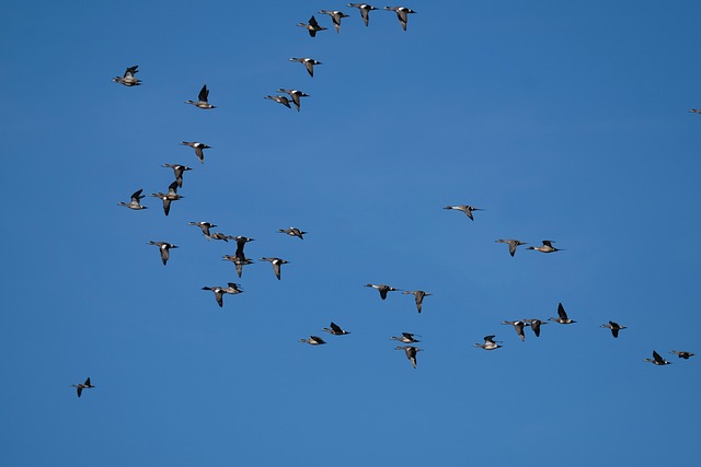 Free Ducks Flight photo and picture