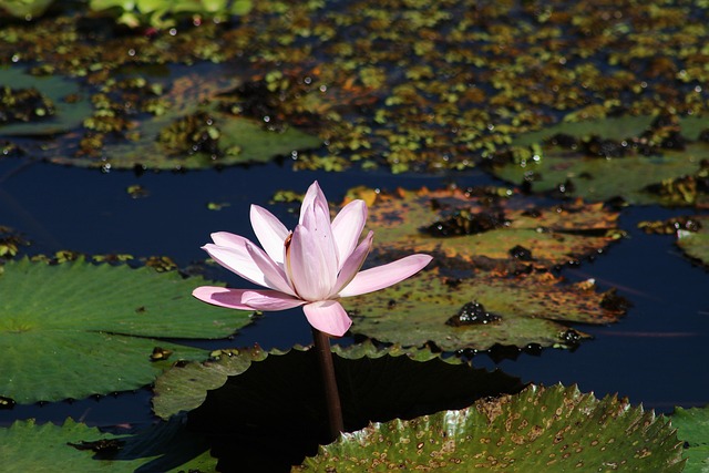Free Water Lily Flower photo and picture
