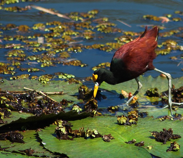 Free Wading Bird Water Bird photo and picture