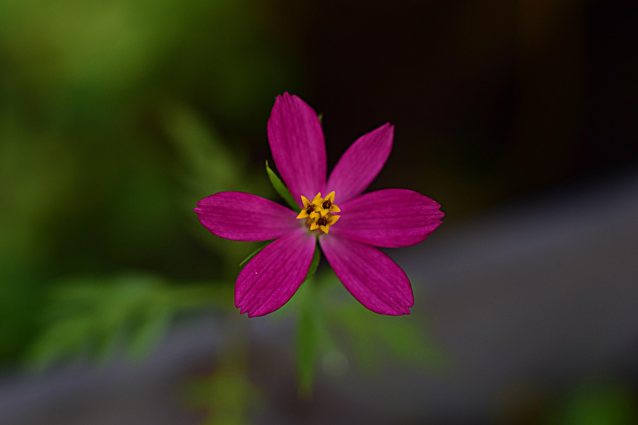 gartenblume mit p 5 buchstaben
