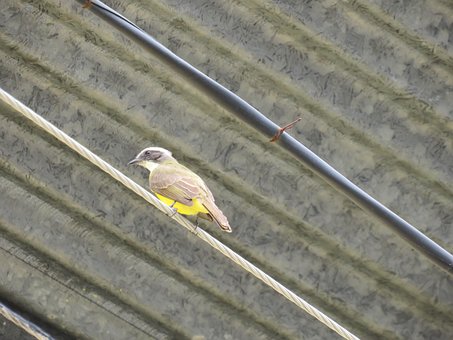 Free Great Kiskadee Bird photo and picture