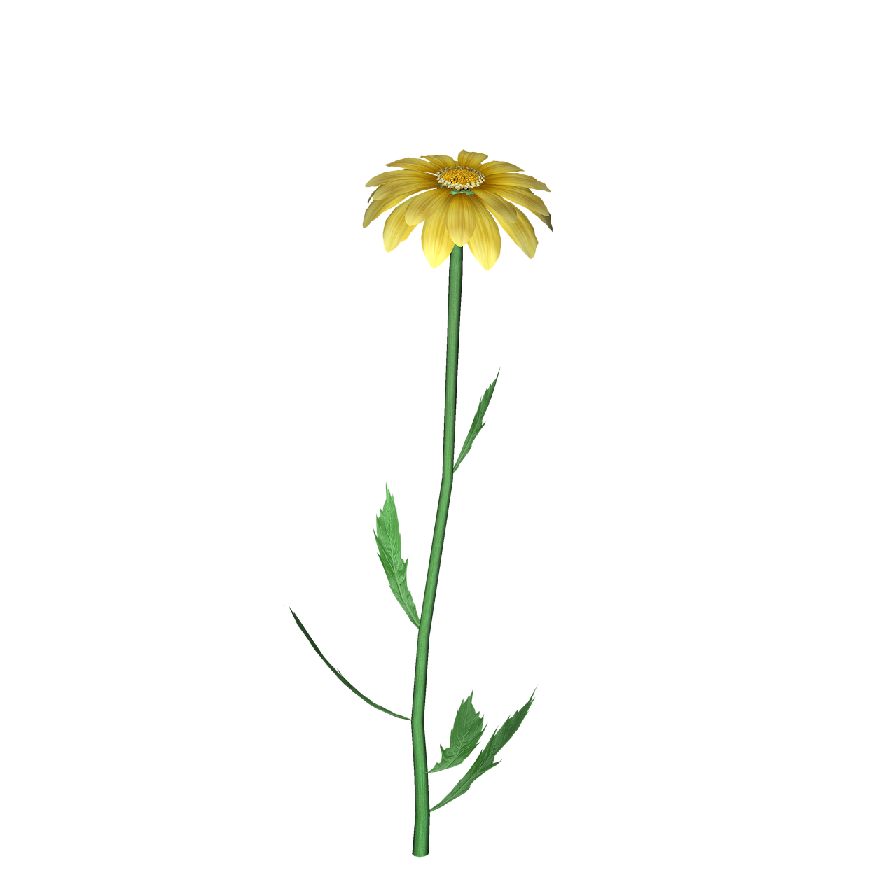 2-free-daisyflowers-daisy-images-pixabay