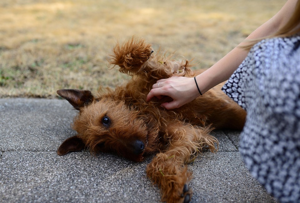Dog Pet Irish Terrier - Free photo on Pixabay