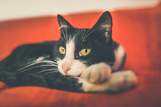 Katze, Haustier, Katzen, Tier, Pelz