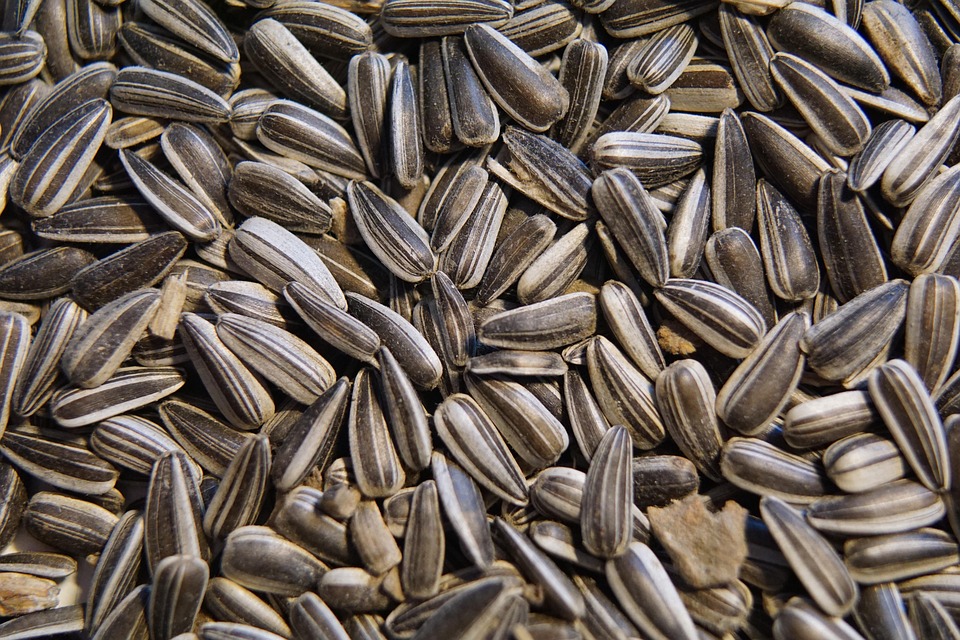 10 Kg De Semillas De Girasol Peladas (Partidas) Para Aves Silvestres - Alimento Para Pájaros