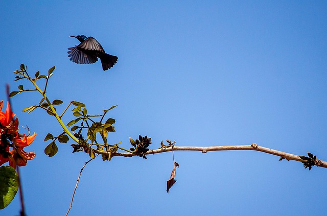 Free Purple Sunbird Bird photo and picture