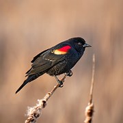 Red-Winged Blackbird Birds - Free photo on Pixabay