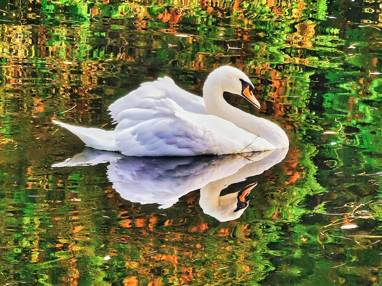 Weiße Gans Schwimmt In Einem Teich In Keene Stockbild - Bild Von Vogel, Gans: 39435939