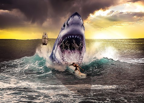 Free Shark Fish photo and picture