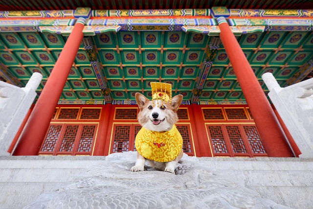 Free Dog Corgi photo and picture