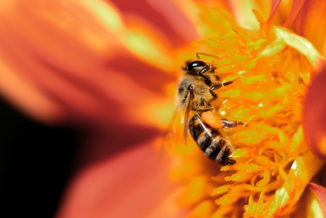 Free Bee Flower Background photo and picture