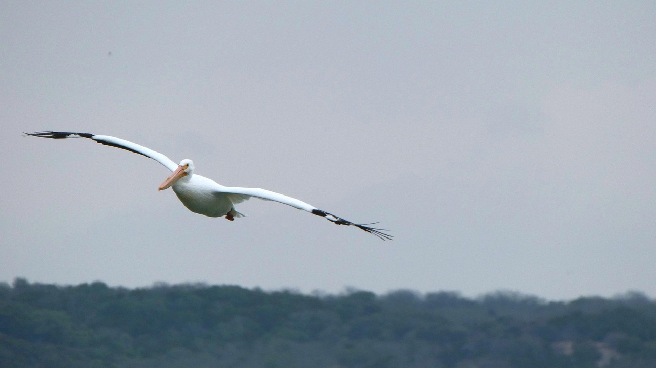 Pelican Flying Bird - Free photo on Pixabay - Pixabay