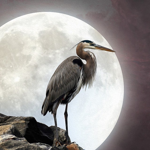 Vogel, Reiher, Vollmond, Barsch, Nacht