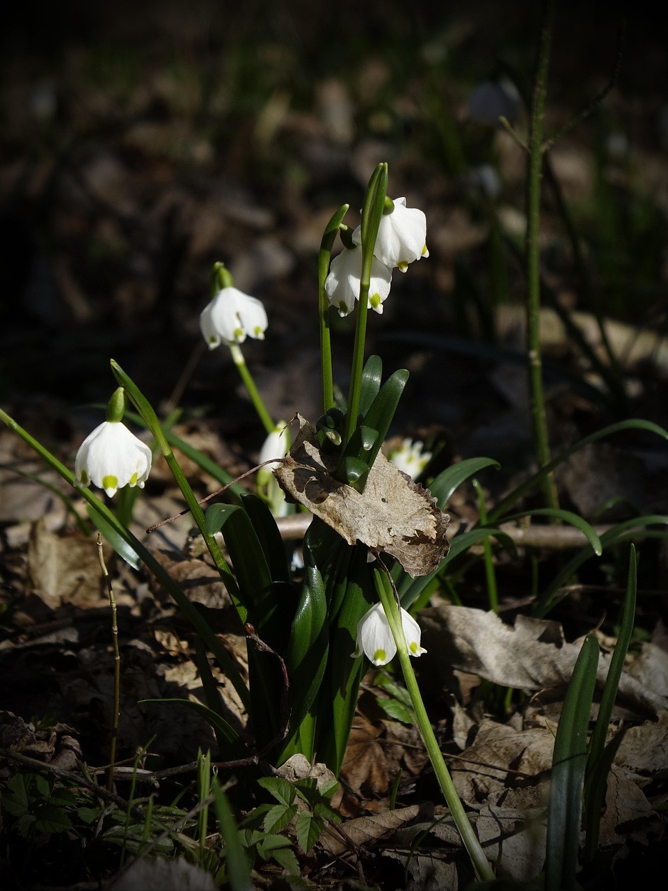 Download free HD stock image of Spring Snowflake Snowdrop Free Spring Snowflake Snowdrop photo and picture