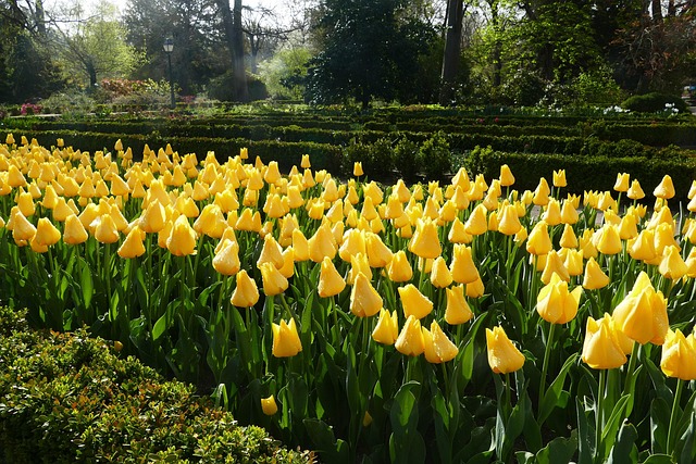 Free Tulips Flowers photo and picture