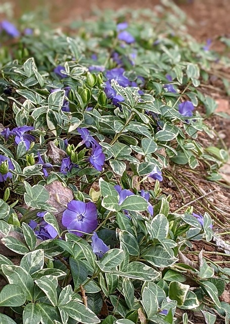 Free Ground Cover Purple photo and picture