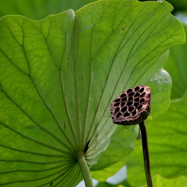 Lotus Dried Seed Pod - Free photo on Pixabay - Pixabay