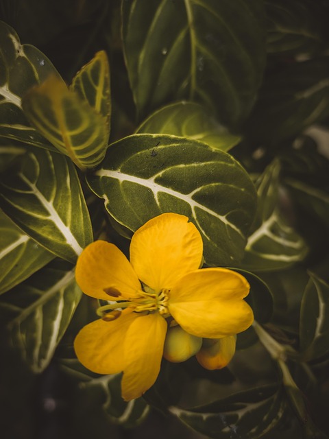 Free Yellow Nature photo and picture