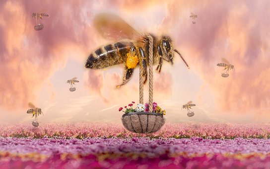 Free Bee Insect photo and picture