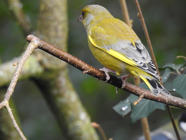 Tierwelt, Natur, Tier, Vogel, Verdier