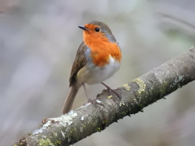 Rote Kehle, Vogel, Tierwelt, Baum