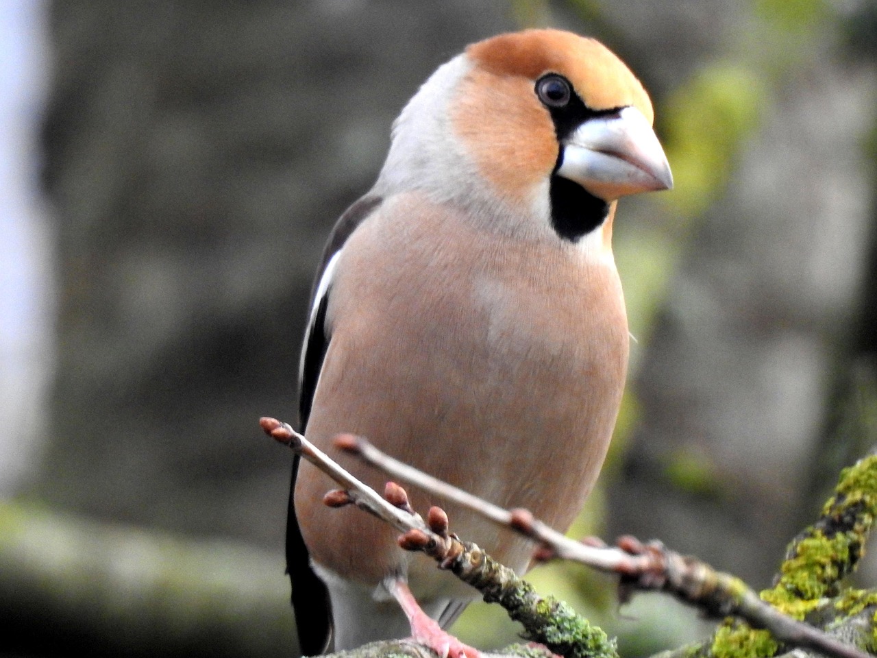 Nutcracker Grosbeak Bird Fauna Free photo on Pixabay Pixabay