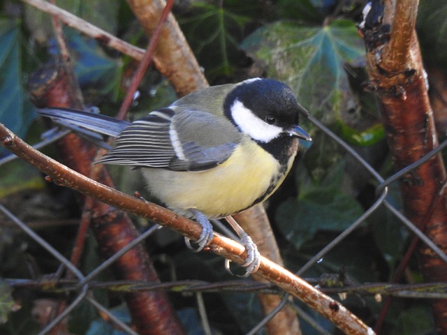 Kohlmeise, Vogel, Tier, Tierwelt, Natur