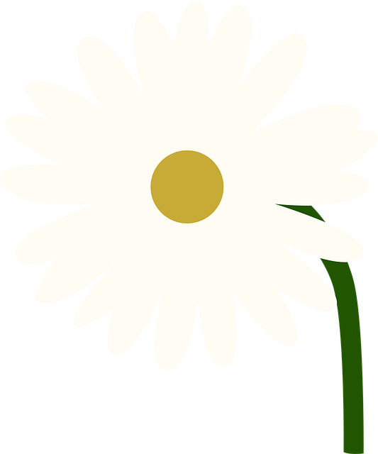 Floare, Margarita, Floarea Soarelui