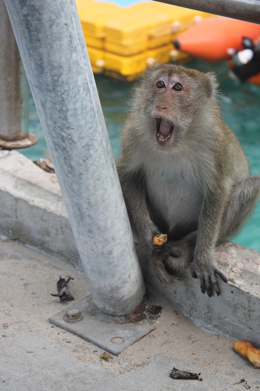 300+ Free Begs & Begging Images - Pixabay