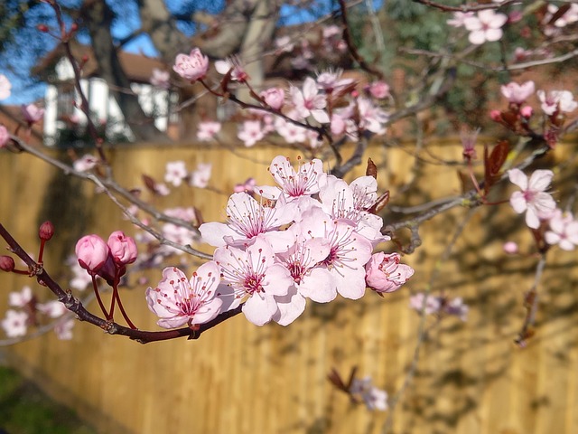 Blüte, Kirsche, Rosa, Blume, Frühling