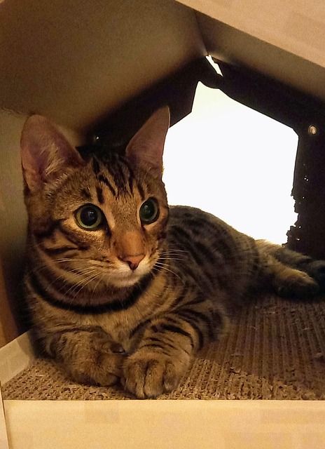Bengalen, Katze, Kätzchen, Niedlich