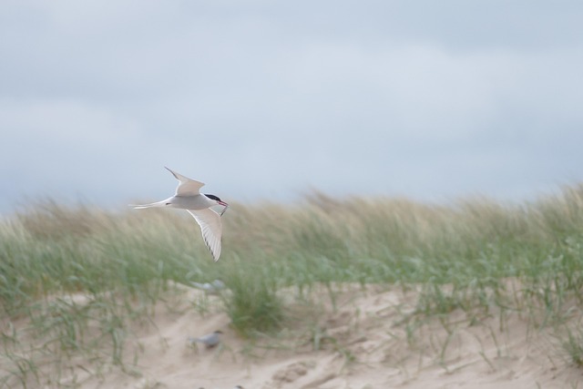 Free Bird Fish photo and picture