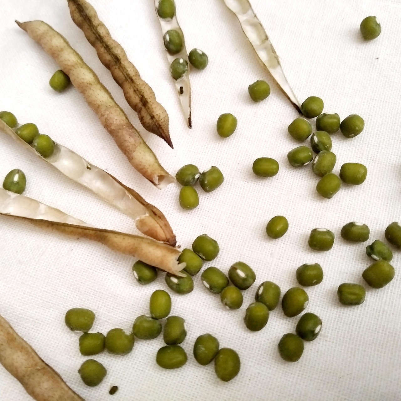 Hijau Kacang Ijo Vigna - Foto gratis en Pixabay - P…