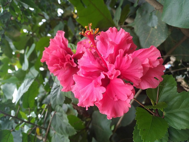 Bela Rosa - Foto gratuita no Pixabay - Pixabay