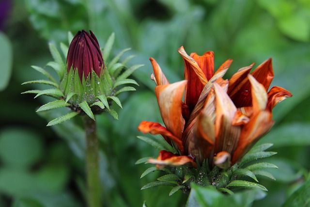 Jung Und Alt, Blumen, Gänseblümchen