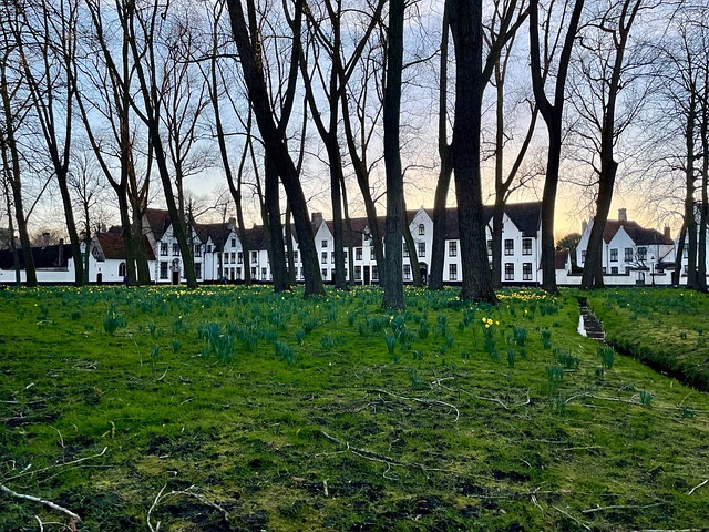 Free Trees Town photo and picture