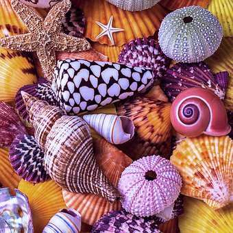 Free Seashell Seashells photo and picture