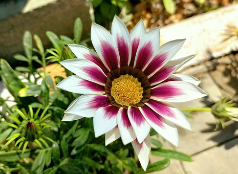 Free African Daisy Garden photo and picture