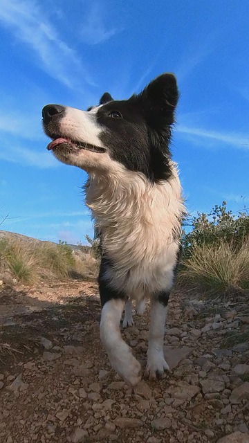 Free Animal Dog photo and picture