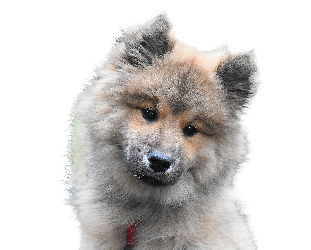 犬 哺乳類 一覧 – いぬは何類 – イヌ科動物全35種+αを画像付きで紹介! – KZZEA