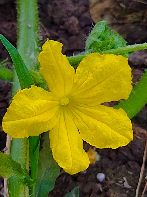 Free Flower Plant photo and picture