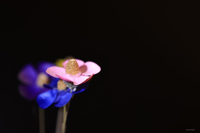 Free Dried Flowers Background photo and picture