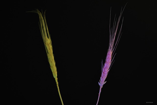 Free Dried Flowers Background photo and picture