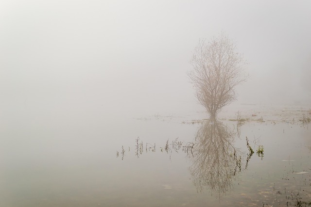 Free Landscape Duck Pond photo and picture