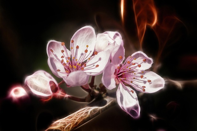 Free Flowers Spring photo and picture