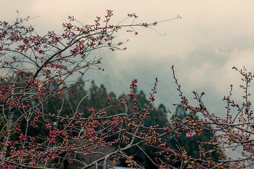 Arvores, Natureza, Céu, Panorama