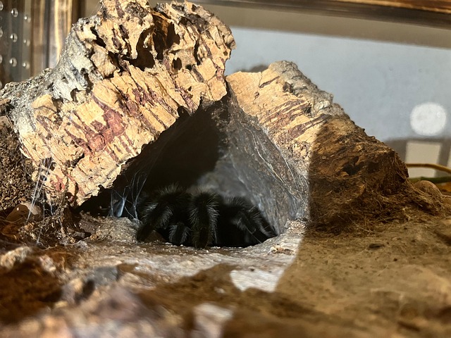 Free Tarantula Spider photo and picture