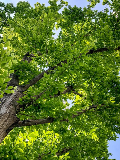Free Forest Tree photo and picture